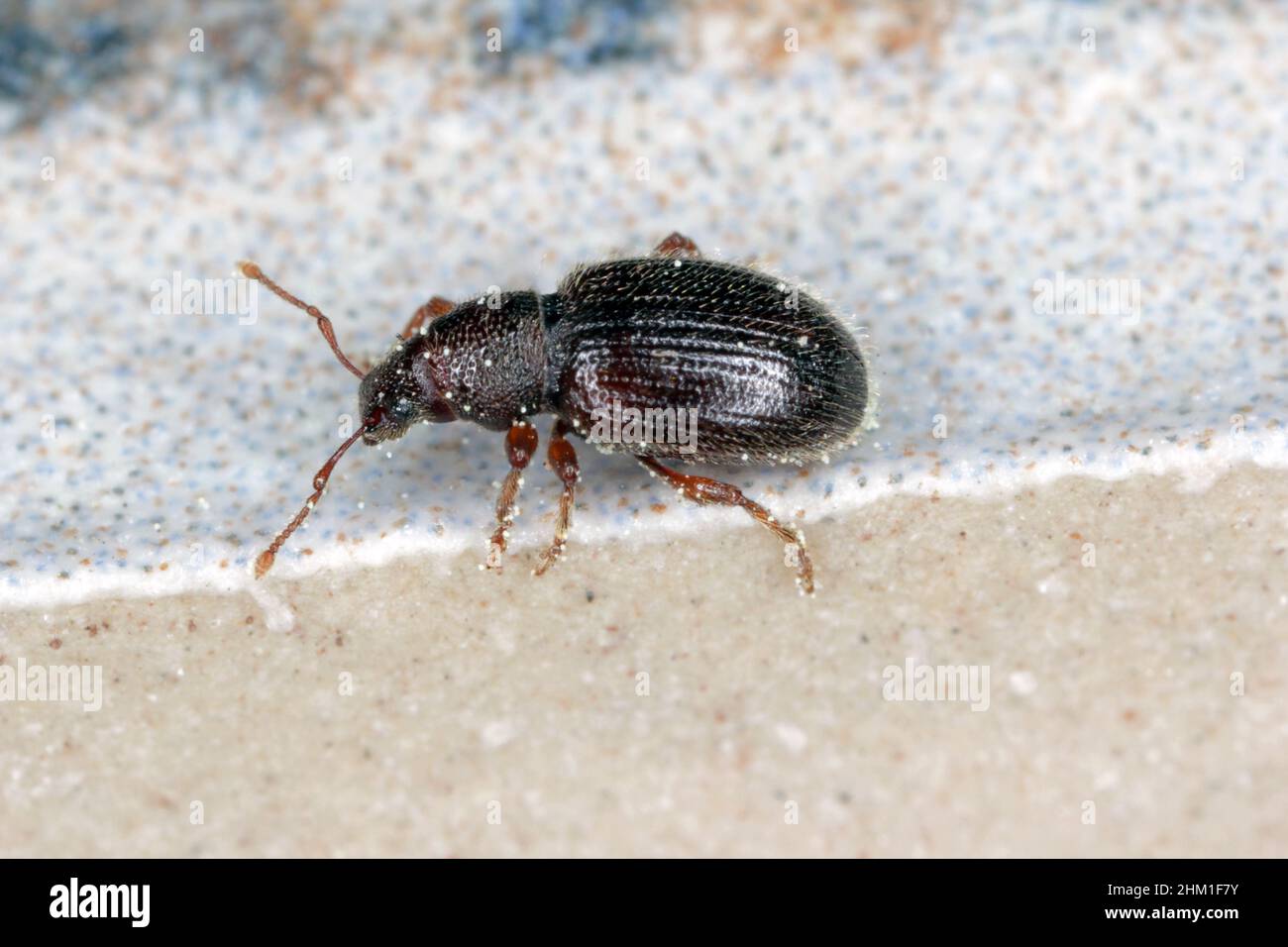 Haarspinne Weevil (Barypeithes pellucidus) Stockfoto