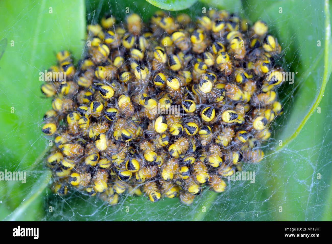 Sehr kleine junge Spinnen von gelb-brauner Farbe in einem Spinnennest Stockfoto