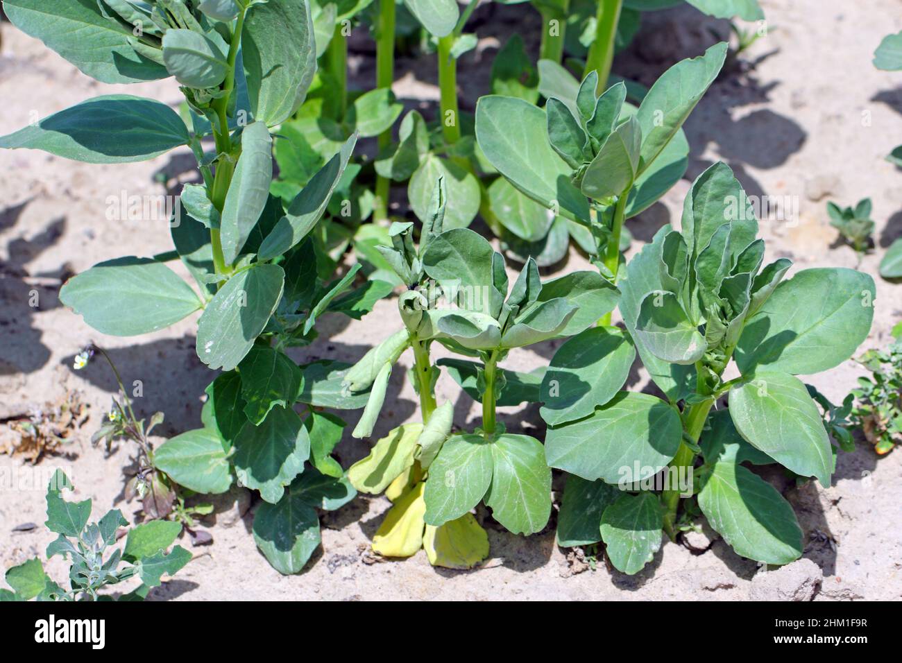 Wilt verursacht durch Krankheit Fuß Rot (Fusarium solani) auf breiter Bean Stammbasis (Vicia faba). Stockfoto