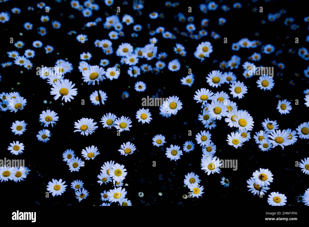 Gänseblümchen blühen in großer Zahl Stockfoto