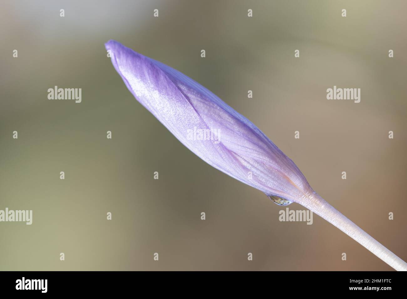 Malvenförmige Blume mit Blütenblättern, die sich mit Wassertropfen öffnen und unscharf im Hintergrund sind, minimalistisches Kunstkonzept Stockfoto