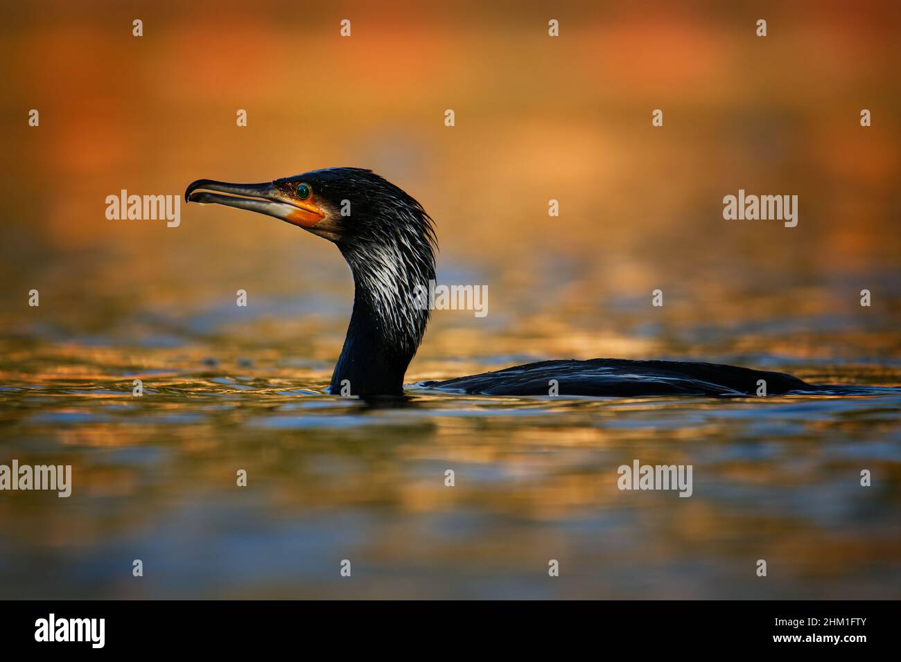Der große Kormoran (Phalacrocorax carbo), in Neuseeland als schwarzer Shag bekannt, großer schwarzer Kormoran oder schwarzer Kormoran. Schwimmen und Jagen, bea Stockfoto