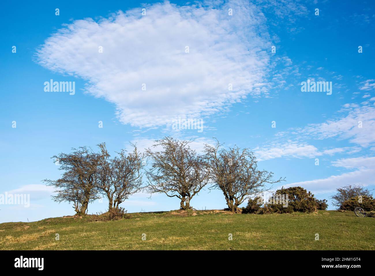 Eine Reihe von Bäumen in der Landschaft mit ungewöhnlicher Wolkenbildung am Himmel, Schottland. Stockfoto