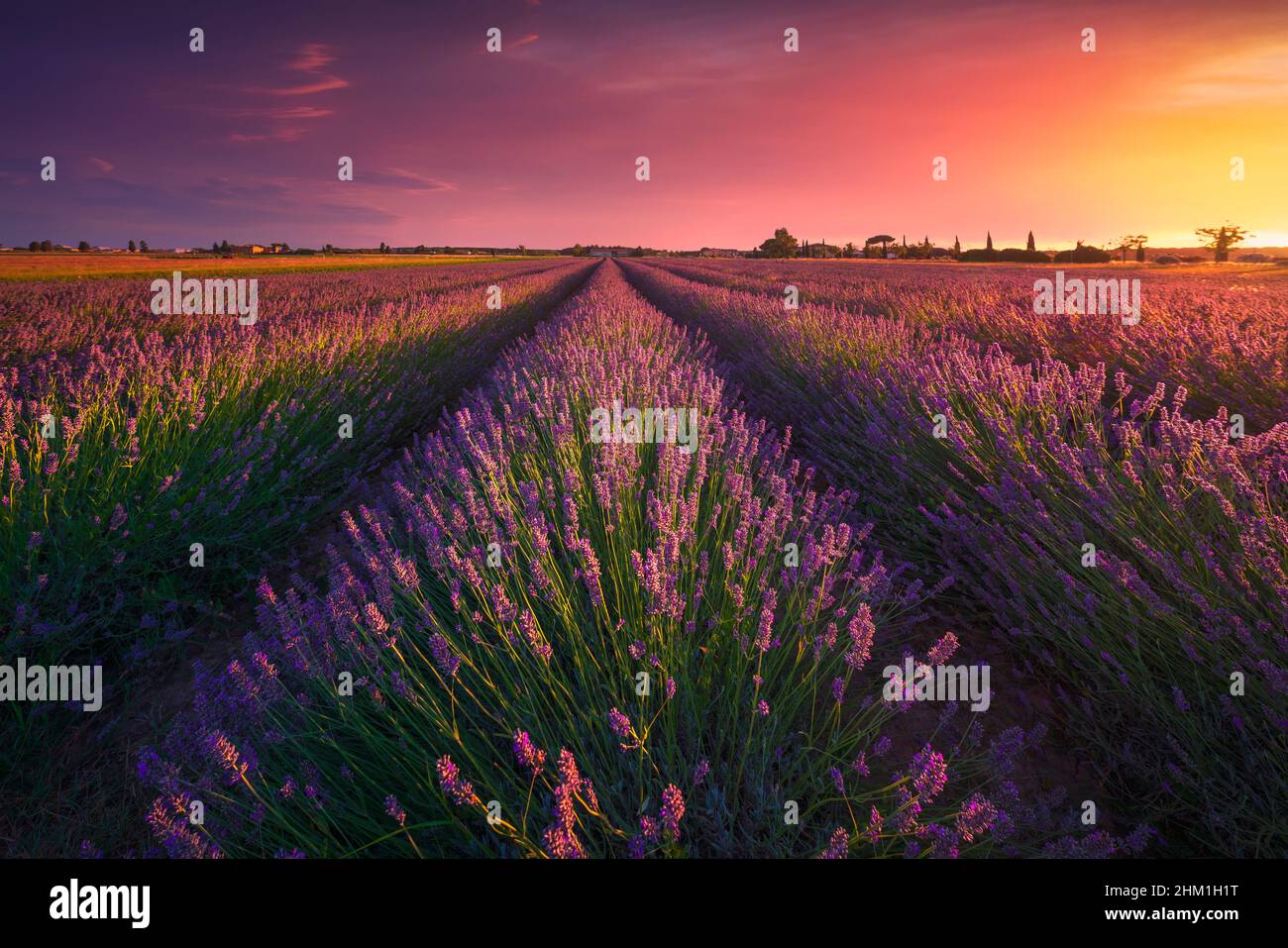 Lavendelblüten Felder und schöner Sonnenuntergang. Marina di Cecina, Provinz Livorno, Toskana, Italien, Europa Stockfoto