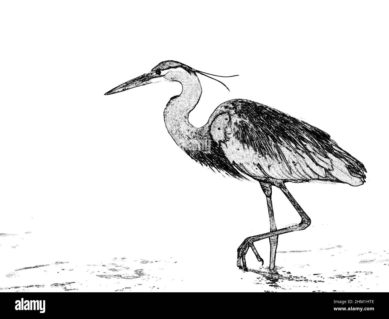 Ein großer Blaureiher, der entlang der Surfgrafik läuft Stockfoto