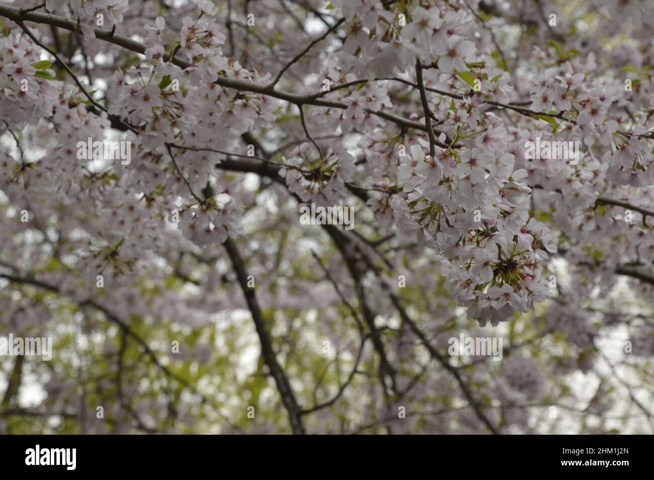 Kirschblüte im Frühling. Stockfoto