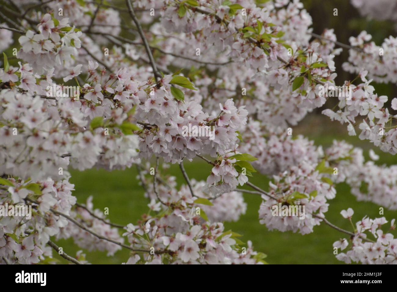 Kirschblüte in Blüte. Stockfoto