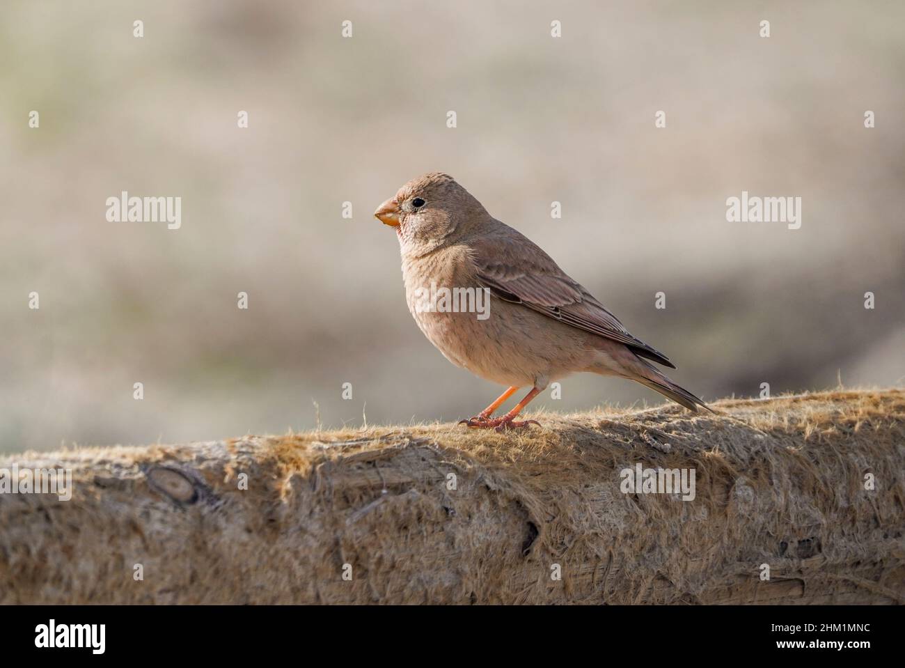 Trompeterfink (Bucanetes githagineus)weiblicher, seltener Fink in der Wüste von Almeria, Andalusien, Spanien. Stockfoto