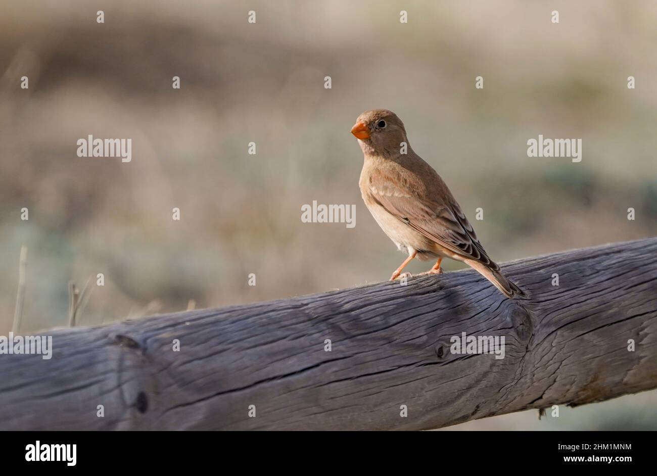 Trompeterfink (Bucanetes githagineus)weiblicher, seltener Fink in der Wüste von Almeria, Andalusien, Spanien. Stockfoto