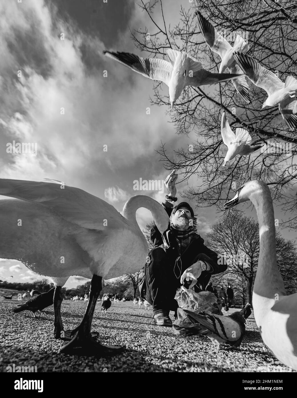 Ein schwarz-weißes Bild eines Mannes, der die Vögel im Londoner Hyde Park füttert. Stockfoto