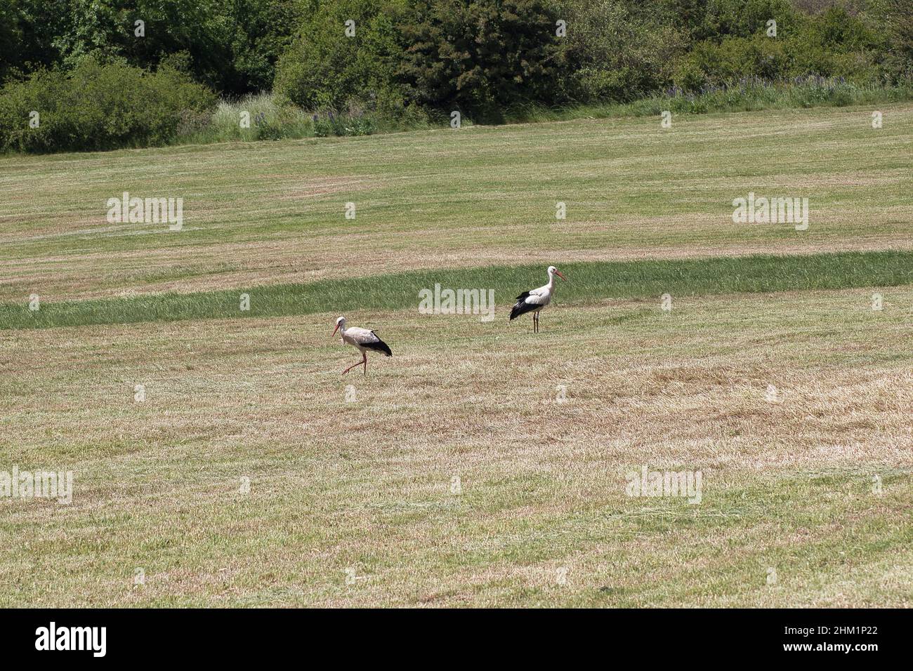 Zwei Störche auf einem Feld Stockfoto