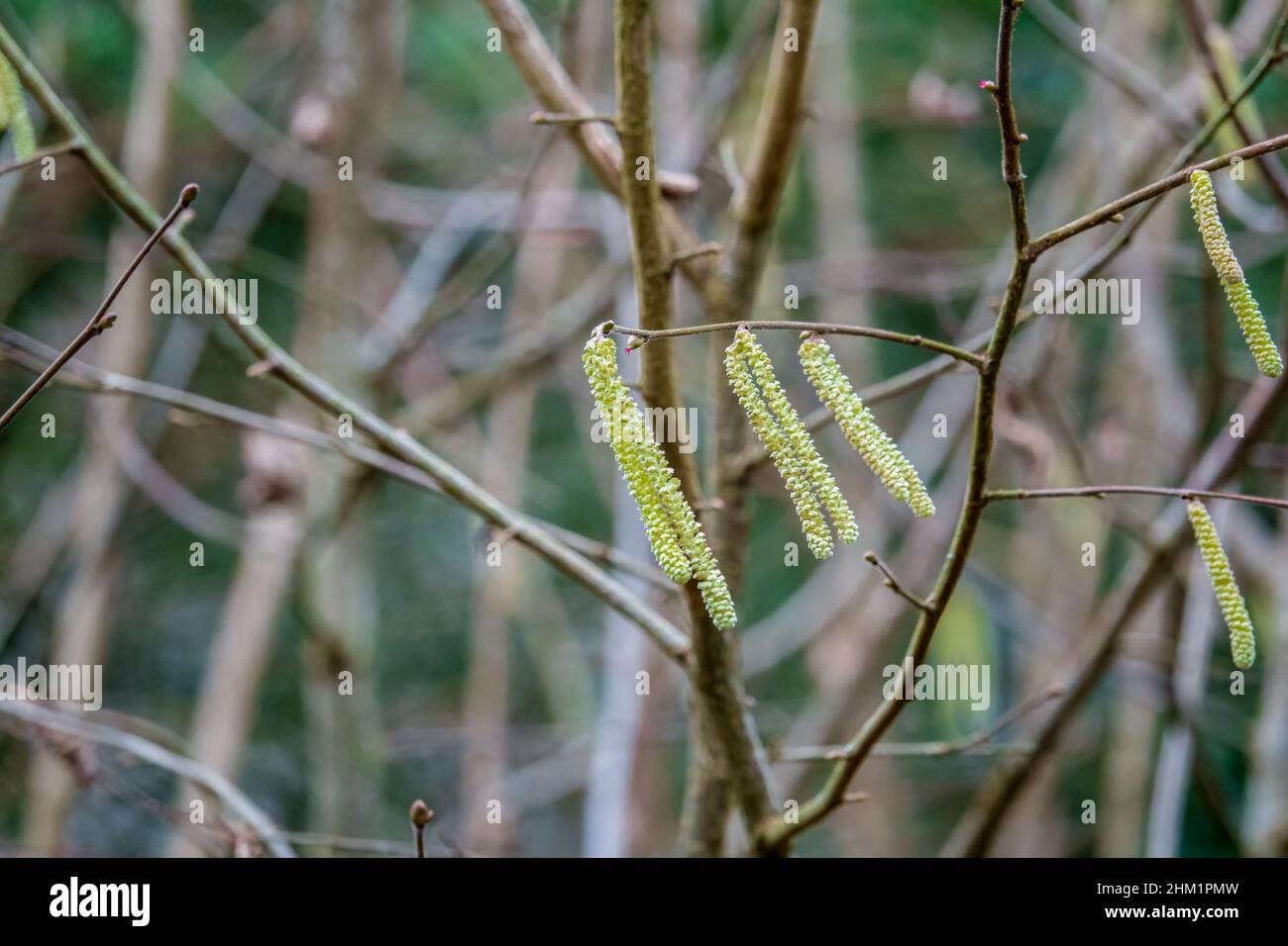 Nahaufnahme von goldenen Hazel (Corylus avellana) Kätzchen, auch als Lämmschwänze bekannt Stockfoto