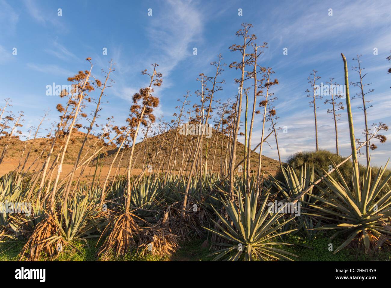 Cabo de Gata Spanien. Naturpark, karge Landschaft, Wüstengebiet in der Nähe von genoveses Strand mit Agavenbäumen und spärlicher Vegetation. Almeria, Andalusien, Spanien. Stockfoto