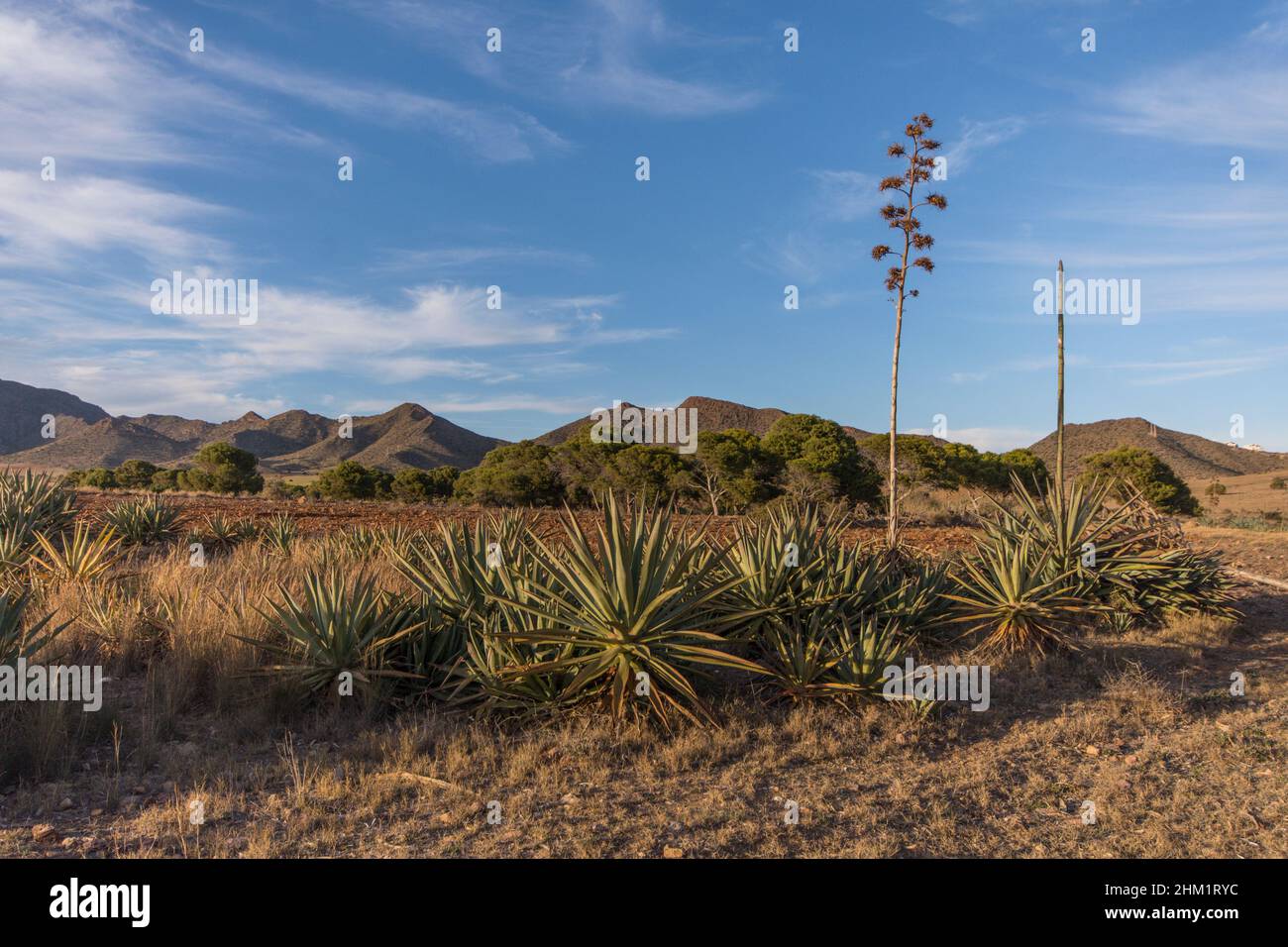Cabo de Gata Spanien. Naturpark, karge Landschaft, Wüstengebiet in der Nähe von genoveses Strand mit Agavenbäumen und spärlicher Vegetation. Almeria, Andalusien, Spanien. Stockfoto