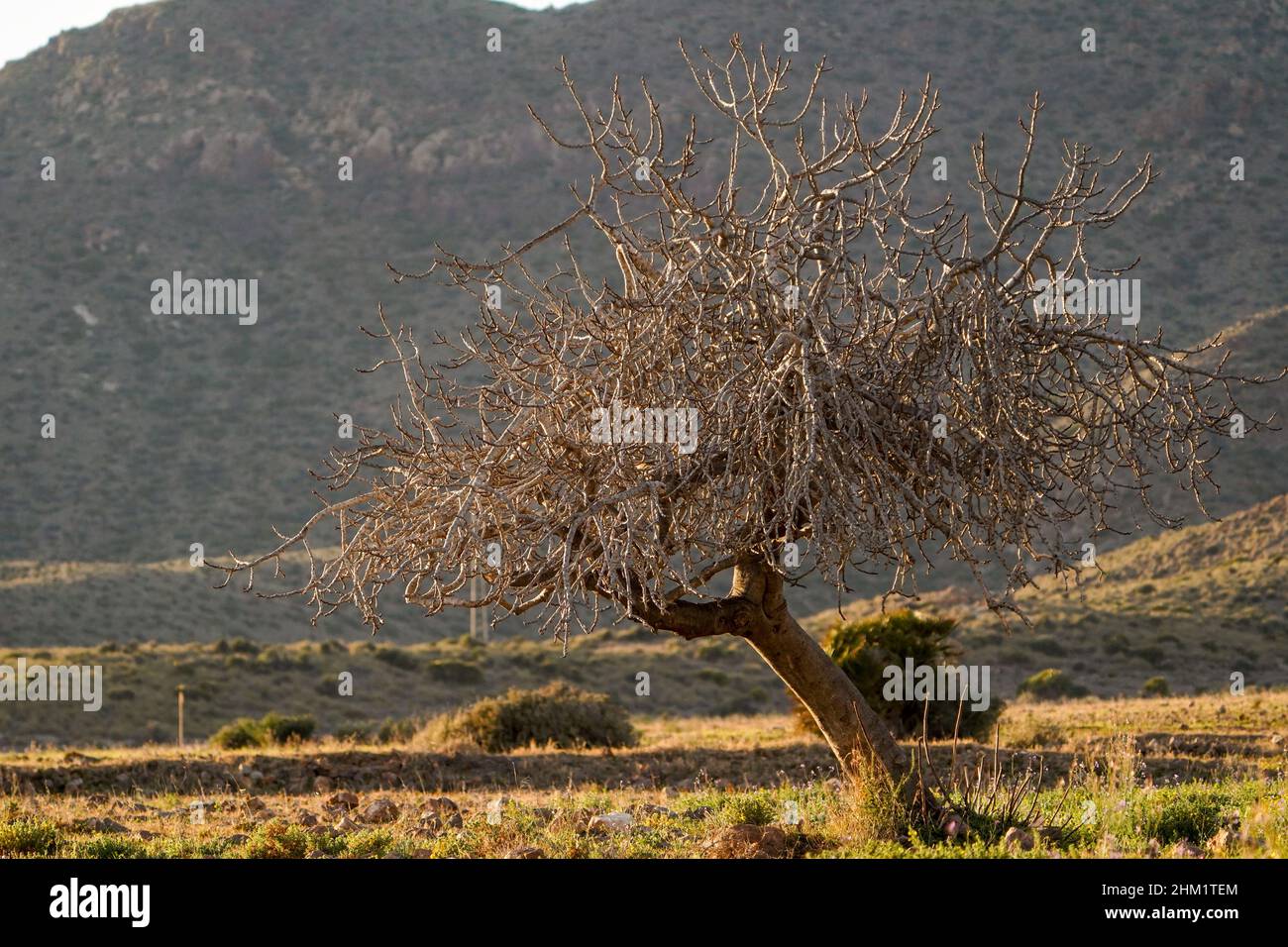 Feigenbaum (Ficus carica) im Winter, Genoveses Strand, Naturpark Cabo de Gata, San Jose, Almeria, Andalusien, Spanien. Stockfoto