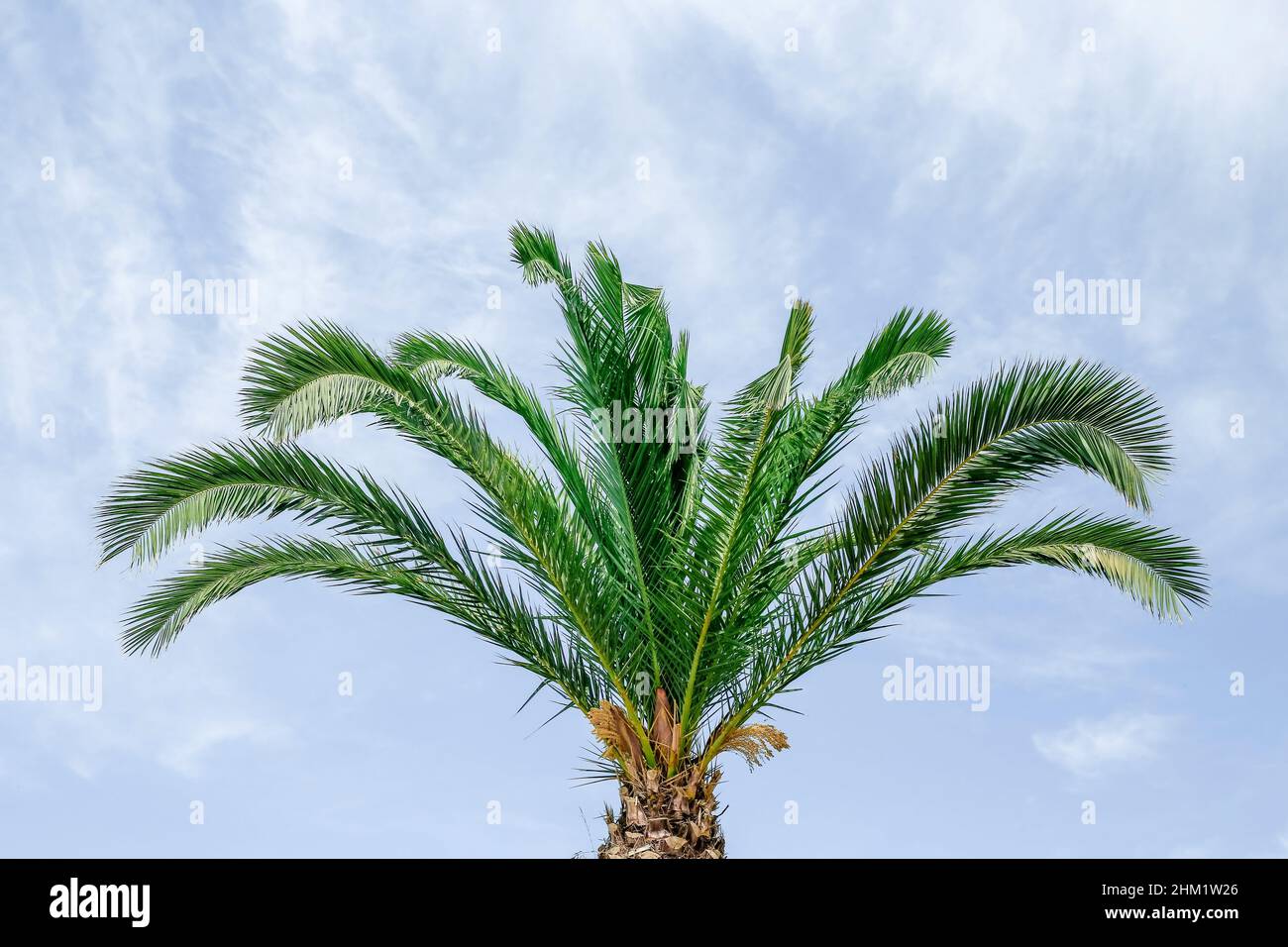 Oberseite der grünen Palme auf blauem Himmel Hintergrund Stockfoto