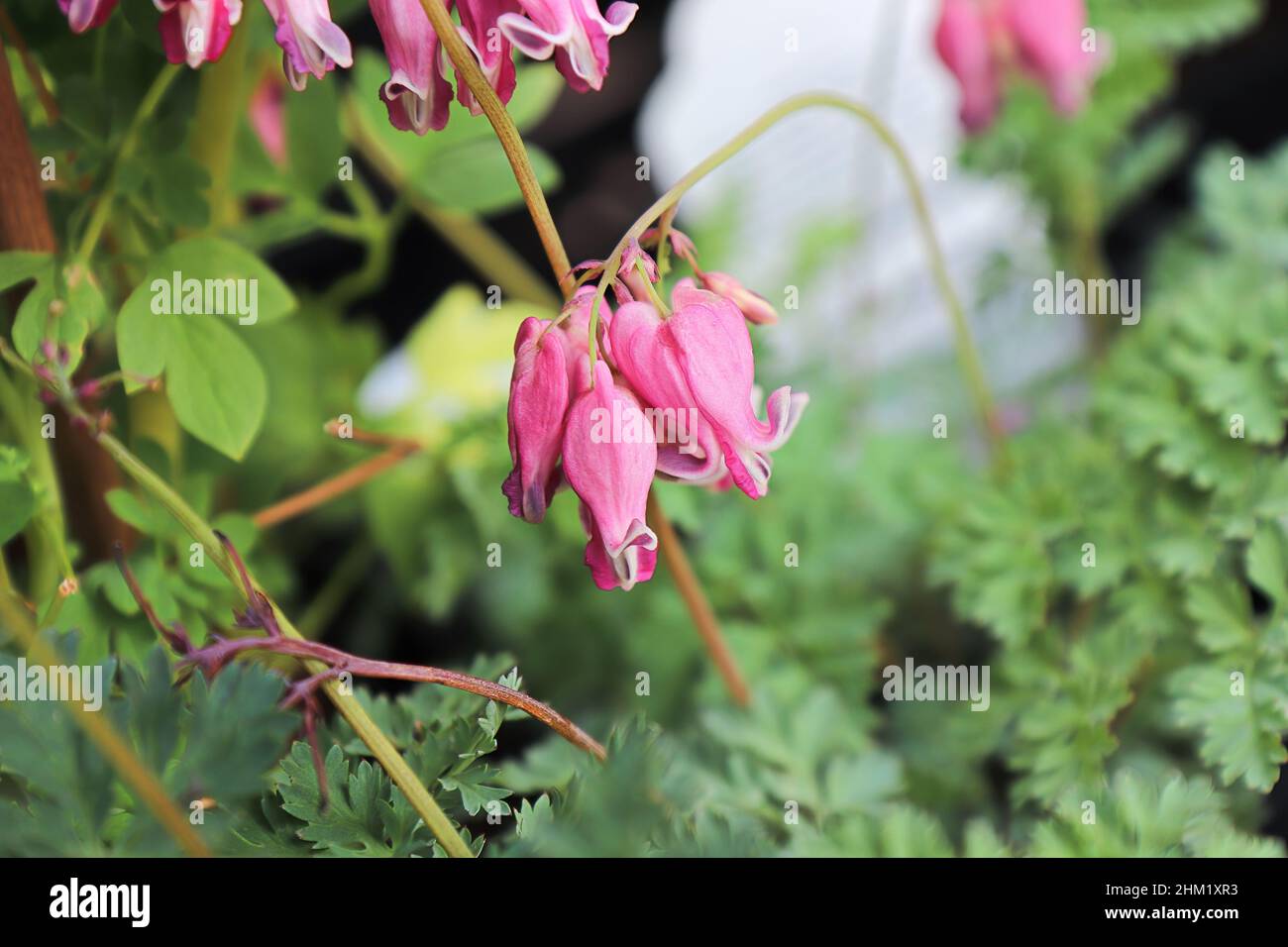 Zarte rosa und weiße Blüten auf einer blutenden Herzpflanze Stockfoto