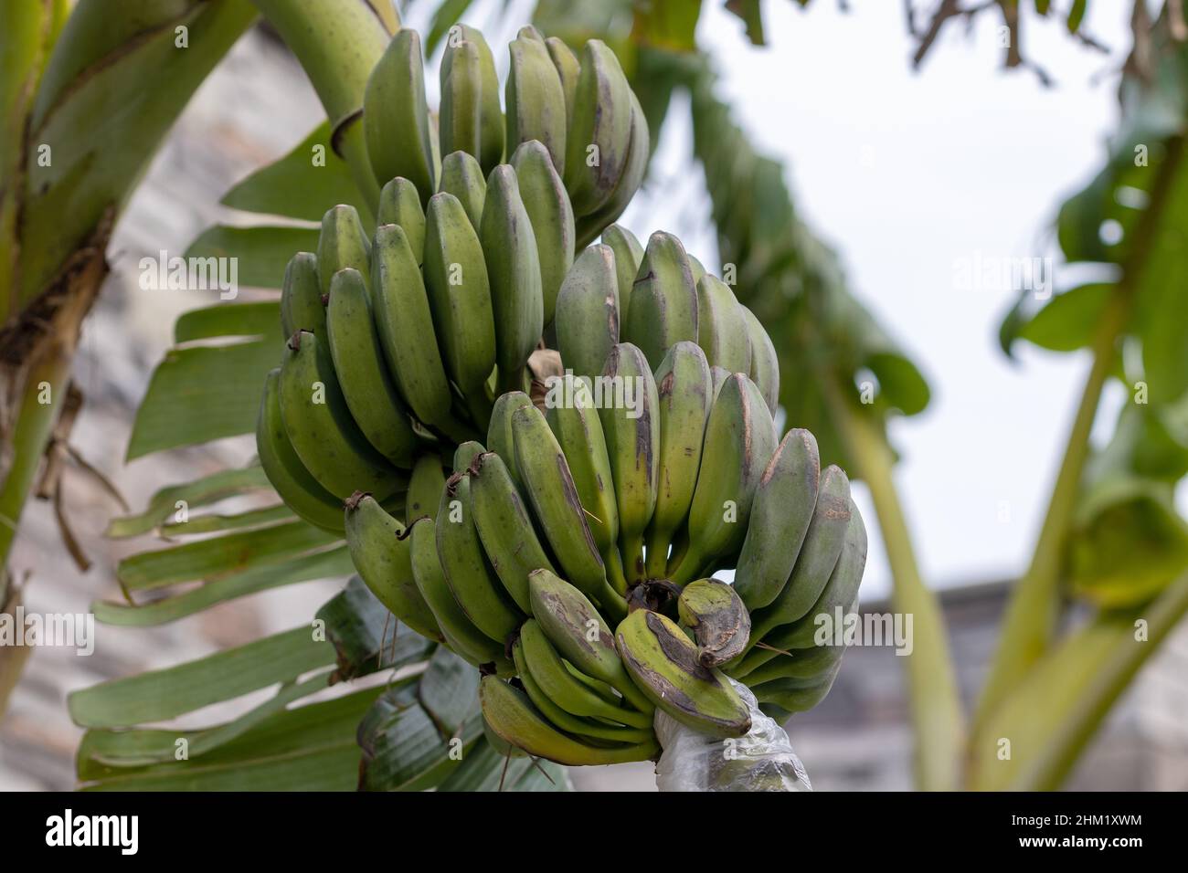 Ein paar grüne Bananen im Garten. Grüne Banane auf Baum. Bananenbäume. Nahaufnahme der grünen Banane. Stockfoto