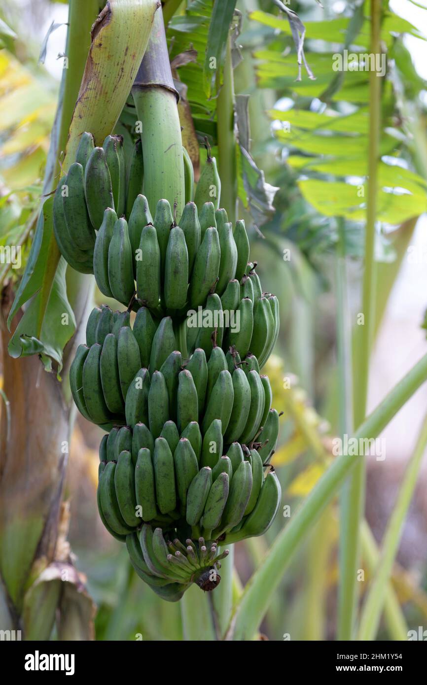 Bananenbume tragen Frchte. Nahaufnahme einer Gruppe noch unreifer grner  Mini-Bananen, die vor dem Hintergrund von Palmenzweigen auf einem Baum  wachsen Stockfotografie - Alamy