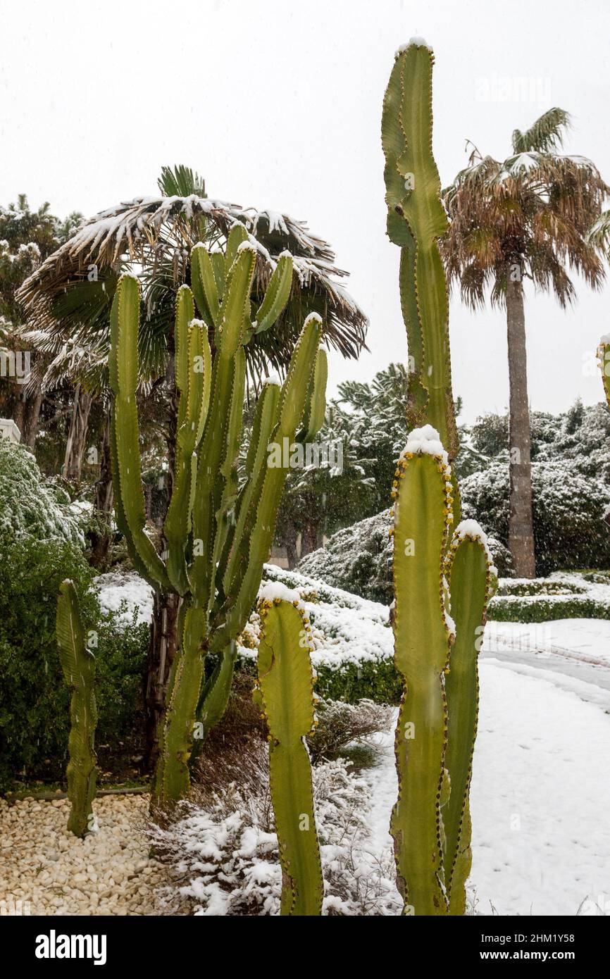 Saguaro Kakteen in Belek mit Schnee bedeckt. Seltener Winterschnee in Antalya, Türkei. Stockfoto