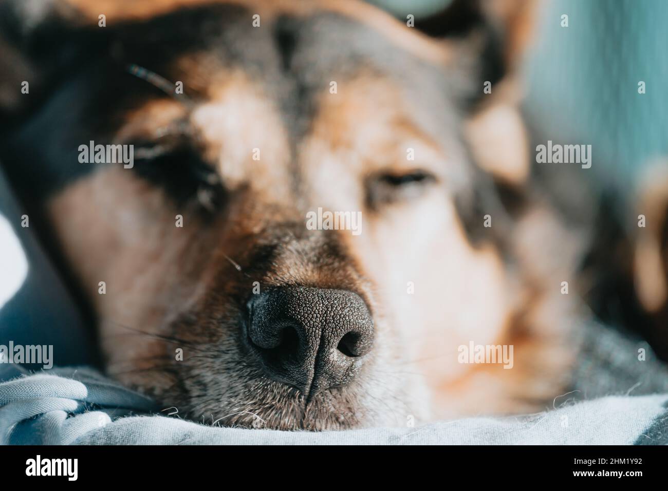 Eine Nase eines gelangweilten Hundes, der auf einem Sofa ruht Während die Sonne über ihn reflektiert Stockfoto