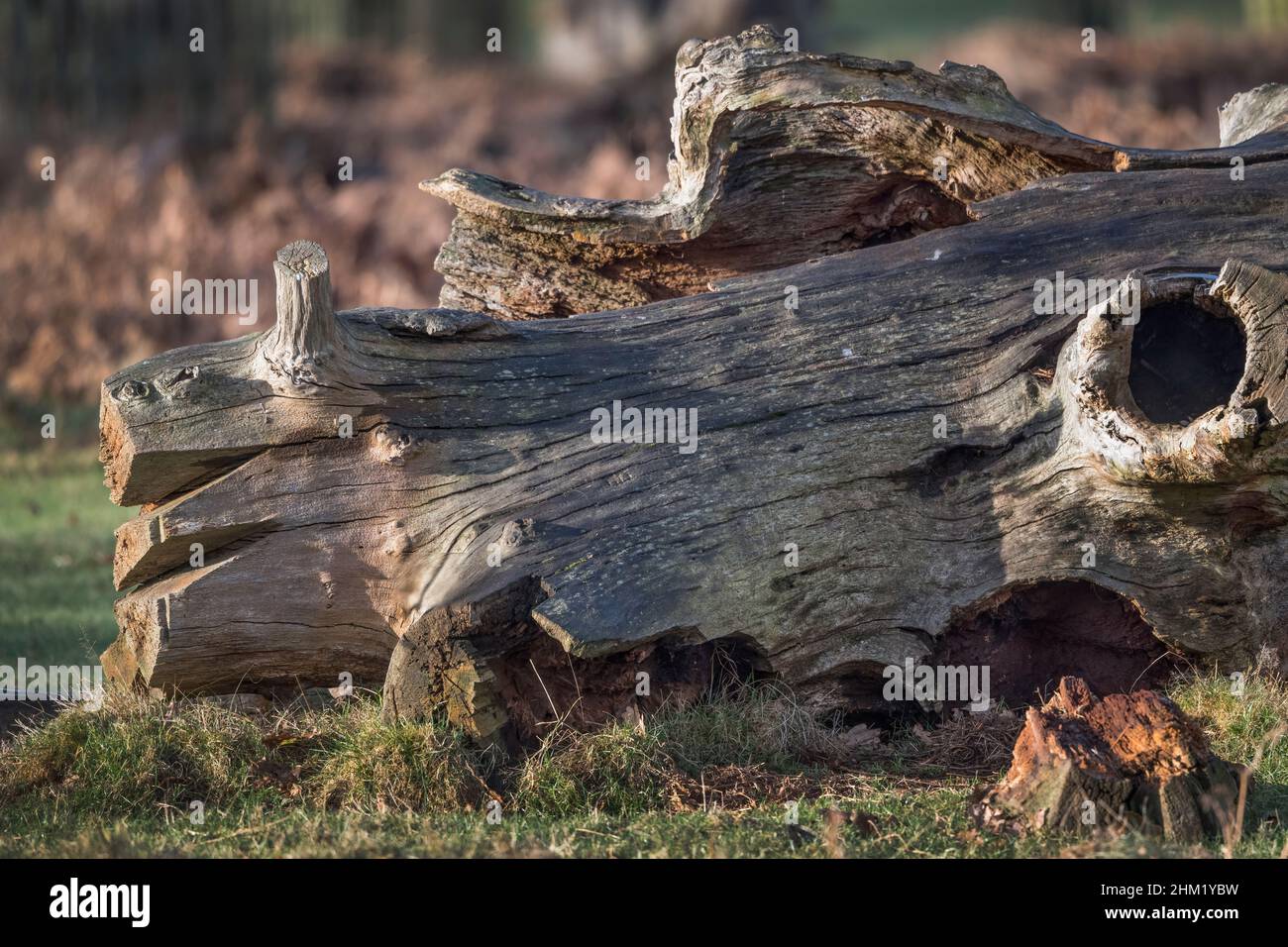 Der große alte Baum wurde abgeschlagen und dem Verfall überlassen Stockfoto