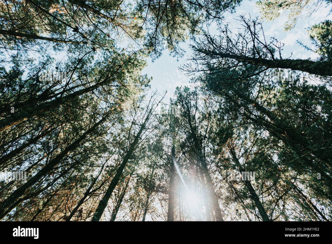 Die Spitze einer Menge von grünen Bäumen mit einem Sonnenbohne bricht durch sie Stockfoto