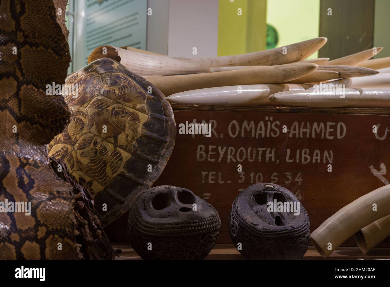 Rom, Italien 17/04/2014: Zoo, Museum für Umweltverbrechen. © Andrea Sabbadini Stockfoto