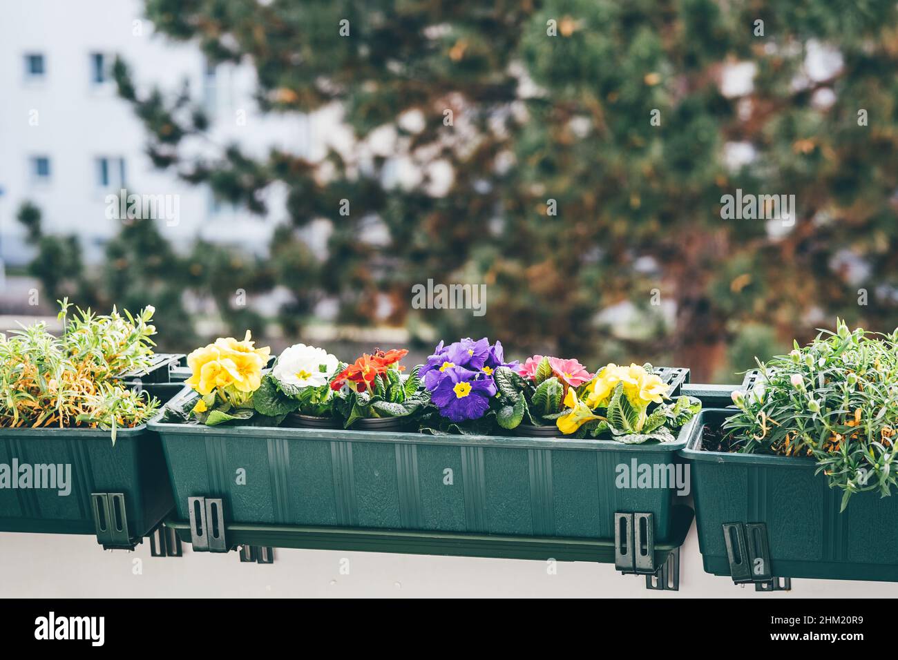 Im Frühling blühen auf dem Balkon wunderschöne Primeln. Natürlicher Hintergrund. Gartenarbeit im Haus Stockfoto