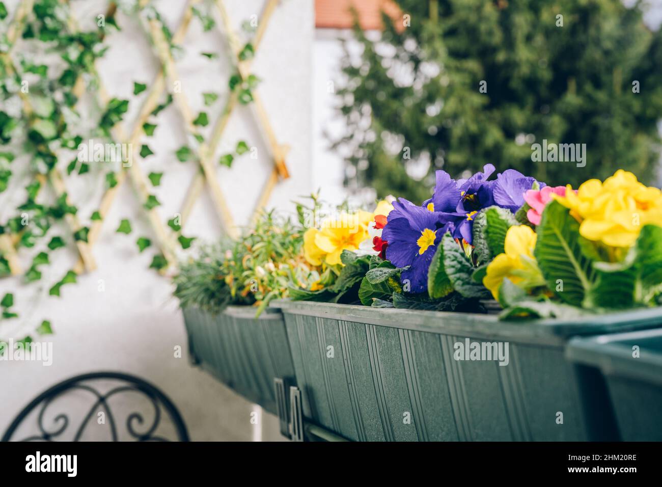 Farbenfrohe Primrose auf dem Balkon zur Frühlingszeit. Gartenarbeit im Haus. Komfortzone. Natürlicher Hintergrund Stockfoto