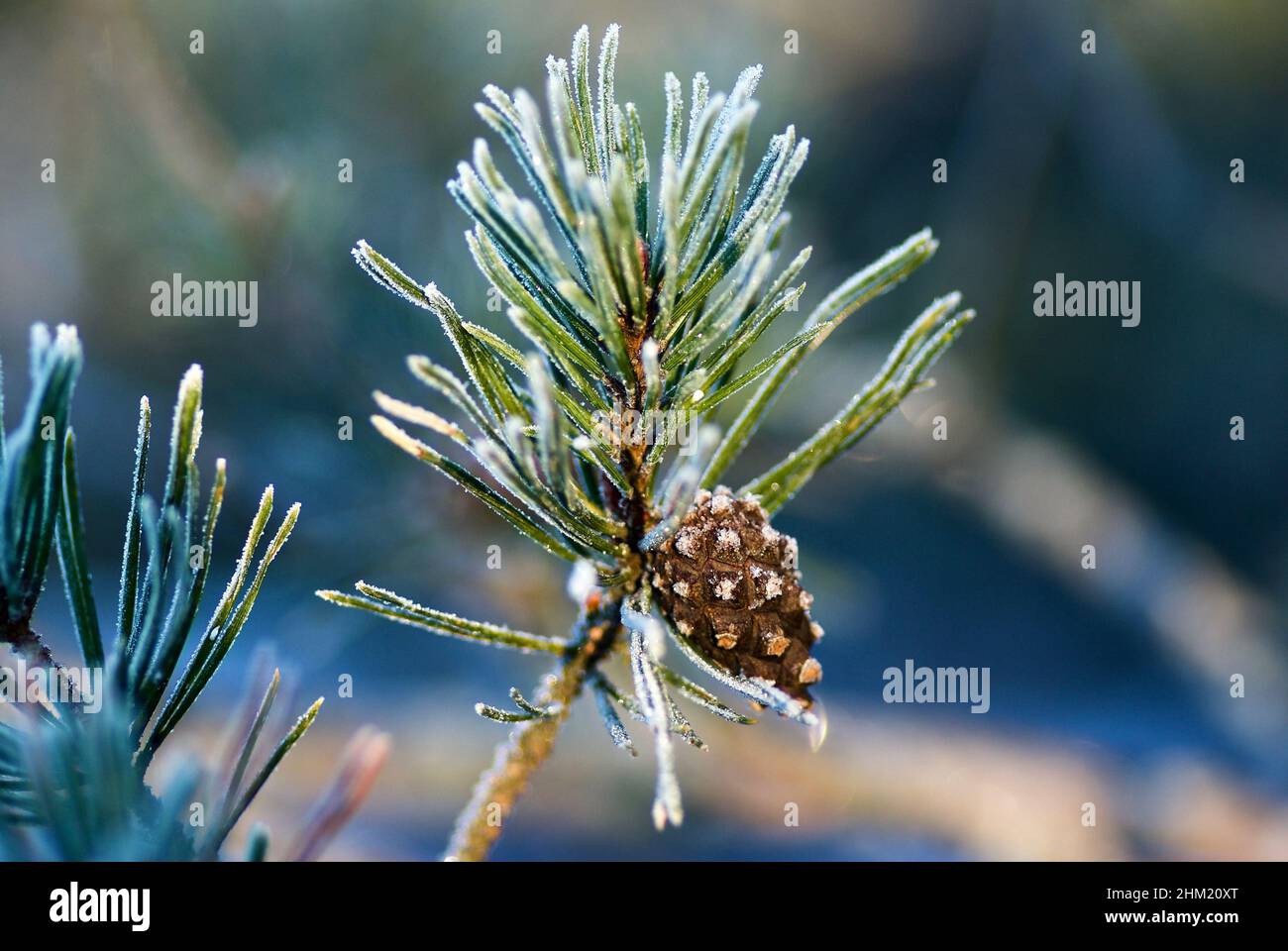 Frostiger Kiefernzweig mit braunem Kiefernkegel im Wald im Winter. Stockfoto