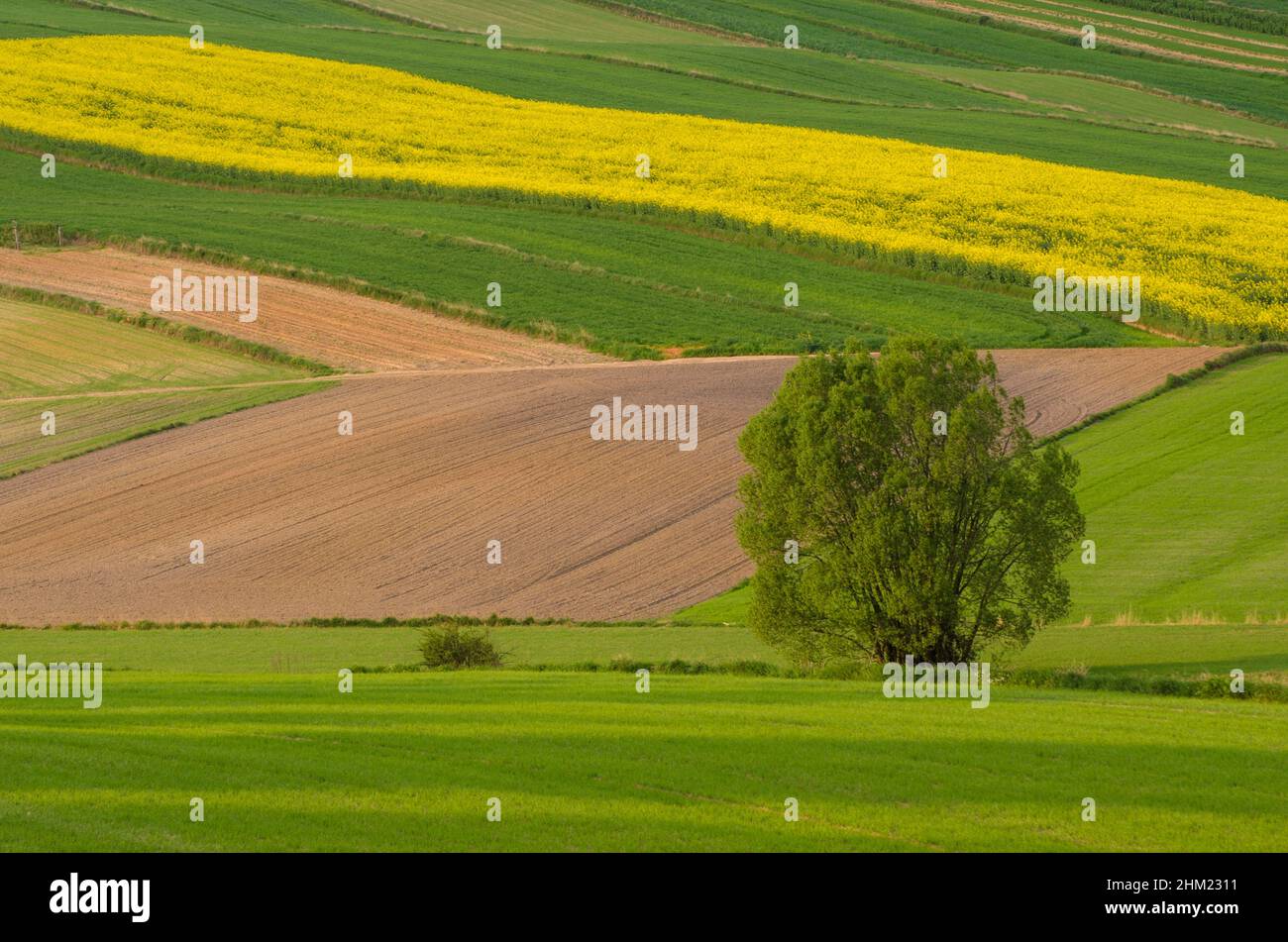 Landwirtschaftliche Felder in Roztocze. Polen. Feder Stockfoto