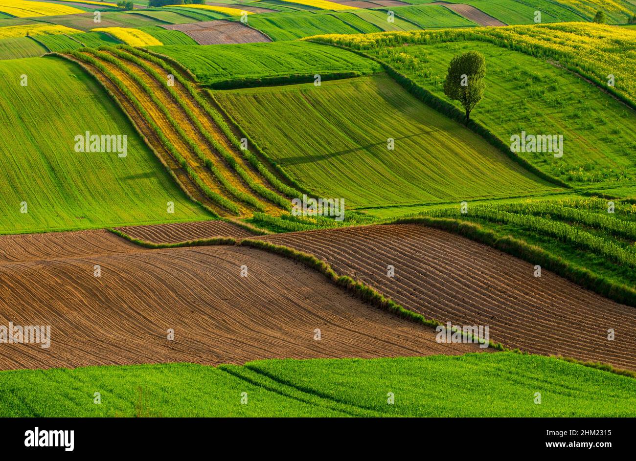 Landwirtschaftliche Felder in Roztocze. Polen. Feder Stockfoto