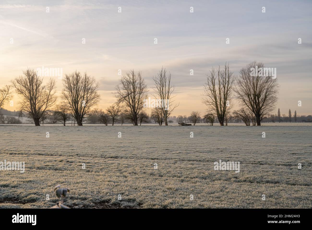 Frostbedeckte Felder und Bäume in der Nähe von Margaretting Essex Stockfoto