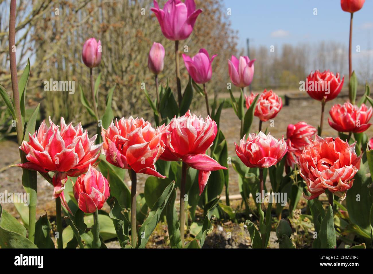 Eine Reihe roter, doppelter Pfingstrosen-Tulpen mit weißen Rändern an den Blättern im Blumengarten in den niederlanden im Frühling Stockfoto