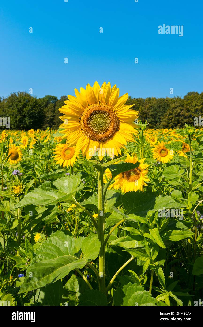 Sonnenblume mit blauem Himmel Stockfoto