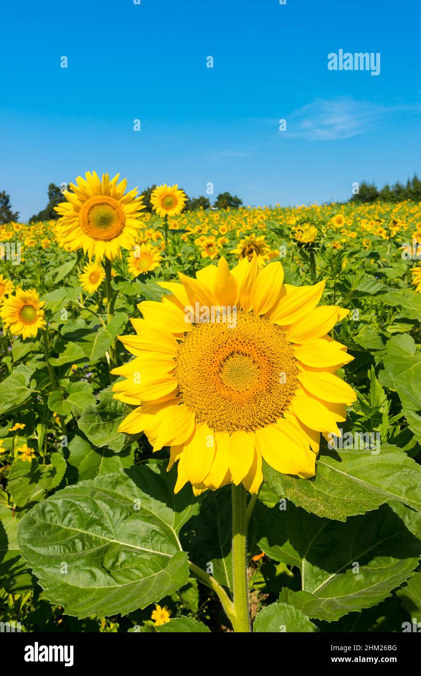 Sonnenblume mit Sonnenblumenfeld und blauer Himmel Stockfoto