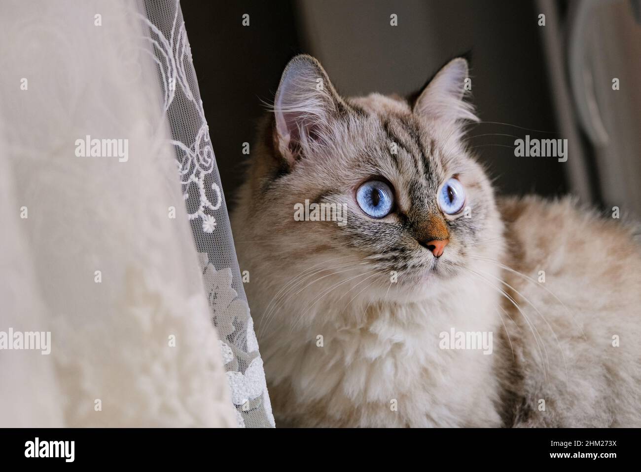 Graue Katze Mit Blauen Augen Rasse Graue blaue augen Stockfotos und -bilder Kaufen - Alamy