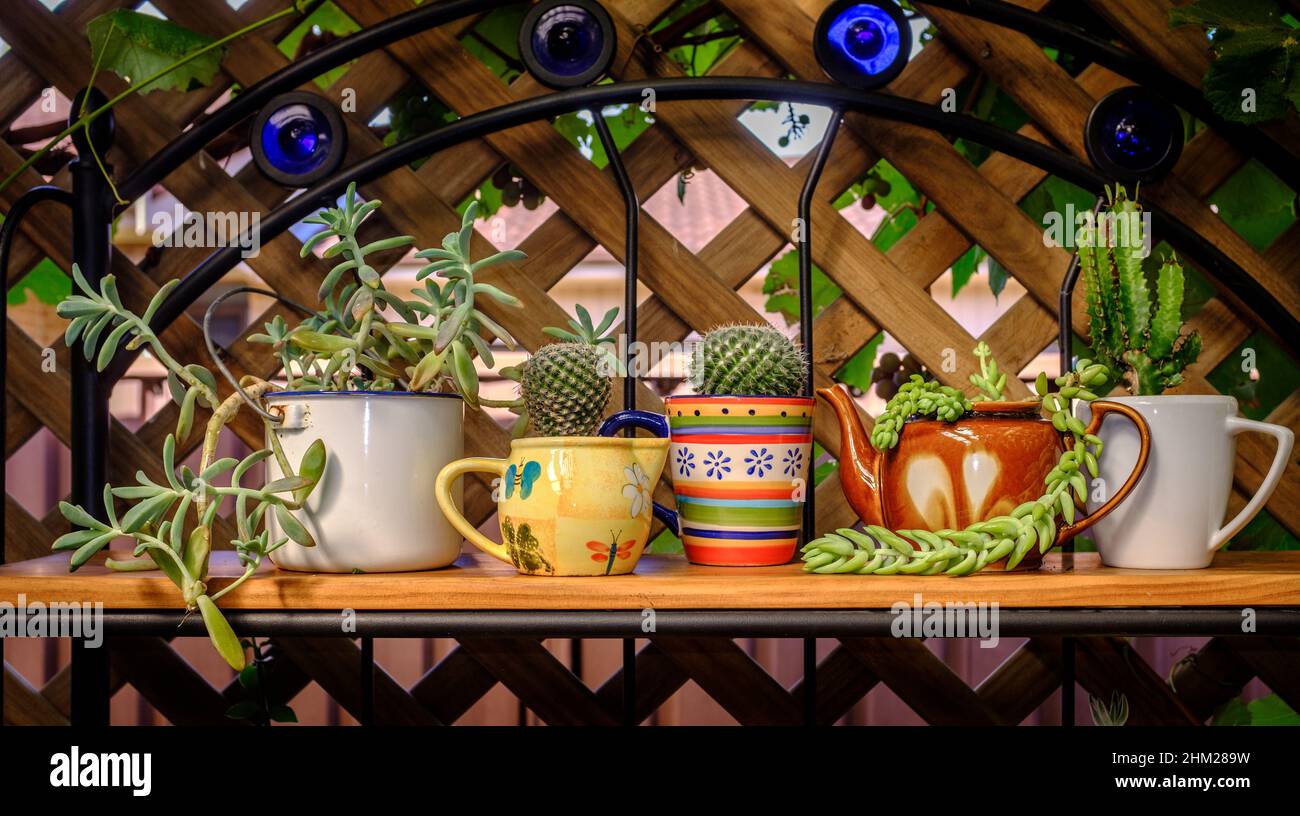 Echte wiederverwendete, recycelte, wiederverwendete Teekannen, Tassen und Tassen für Sukkulenten, eine schrullige Alternative zu Kunststofftöpfen, nachhaltiges Gartenkonzept Stockfoto