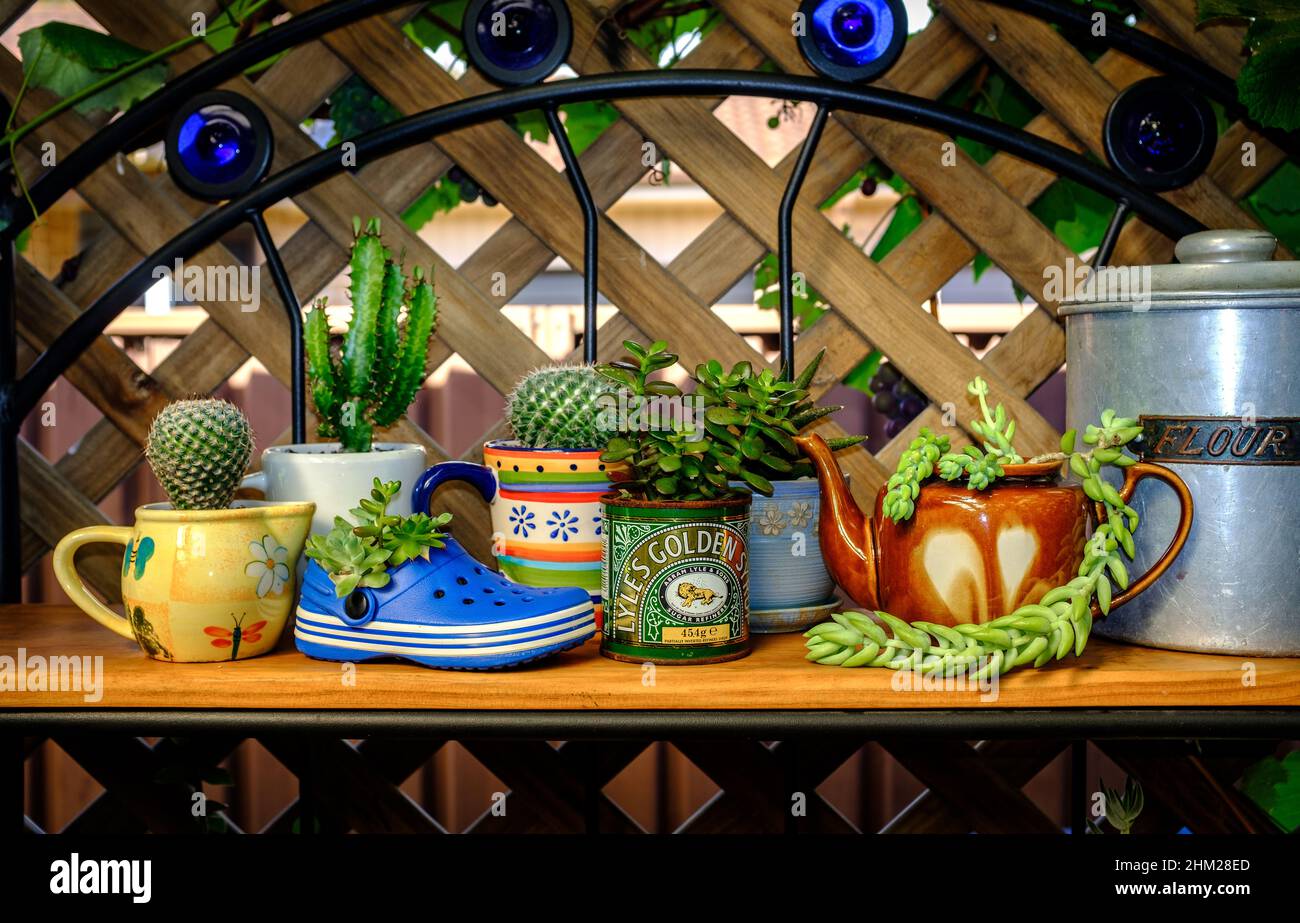 Echte wiederverwendete, recycelte, wiederverwendete Teekannen, Tassen, Schuhe und Dosen für Sukkulenten, eine schrullige Alternative zu Kunststofftöpfen, nachhaltiges Gartenkonzept Stockfoto