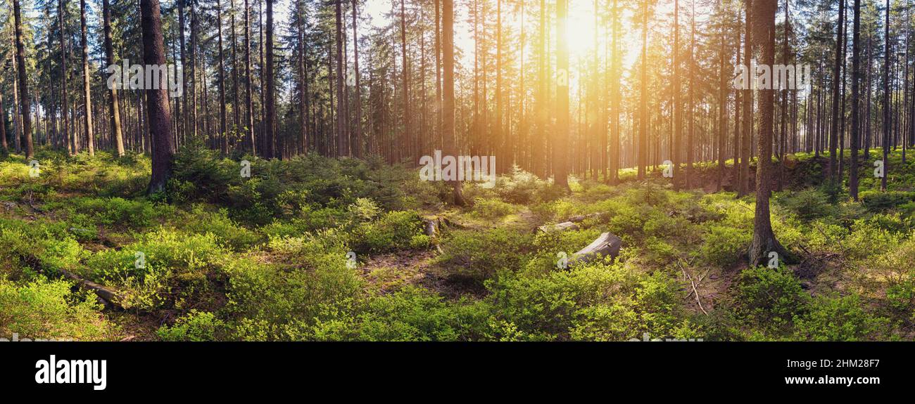 Silent Forest bei Sonnenaufgang mit schönen hellen Sonnenlicht Panroama Stockfoto