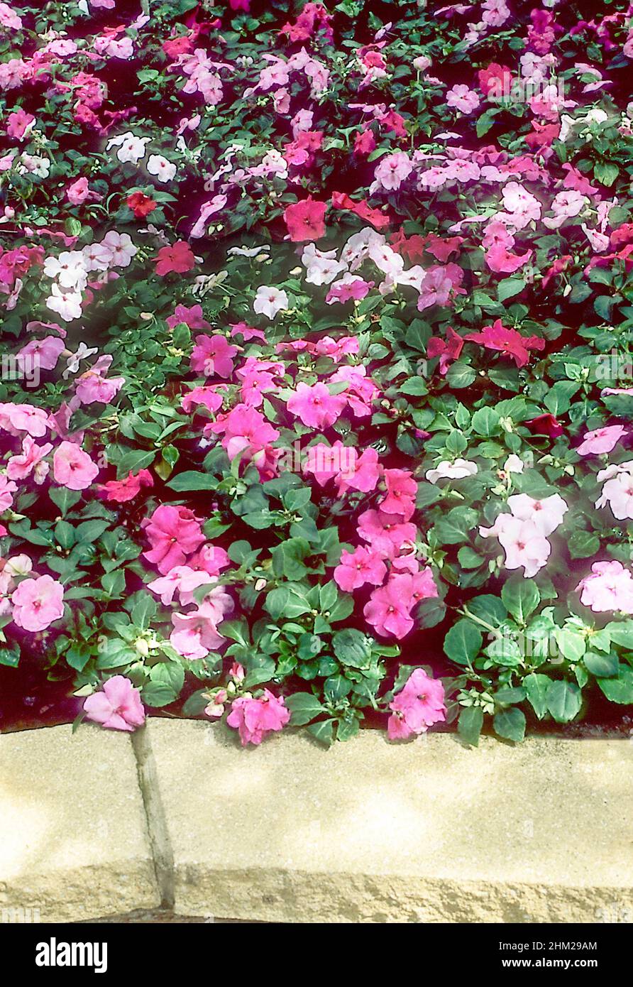 Impatiens Busy Lizzie F1 Accent Mystic in gemischten Farben von rot-rosa lila und weiß wächst in einem erhöhten Blumenbeet im Sommer Stockfoto