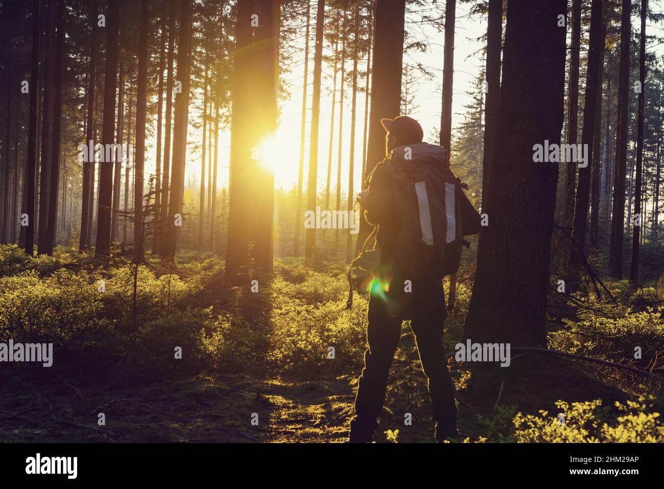 Wanderer steht in einem Wald und blickt in das Abendlicht. Abenteuer, Reisen, Tourismus, Wanderkonzept Stockfoto