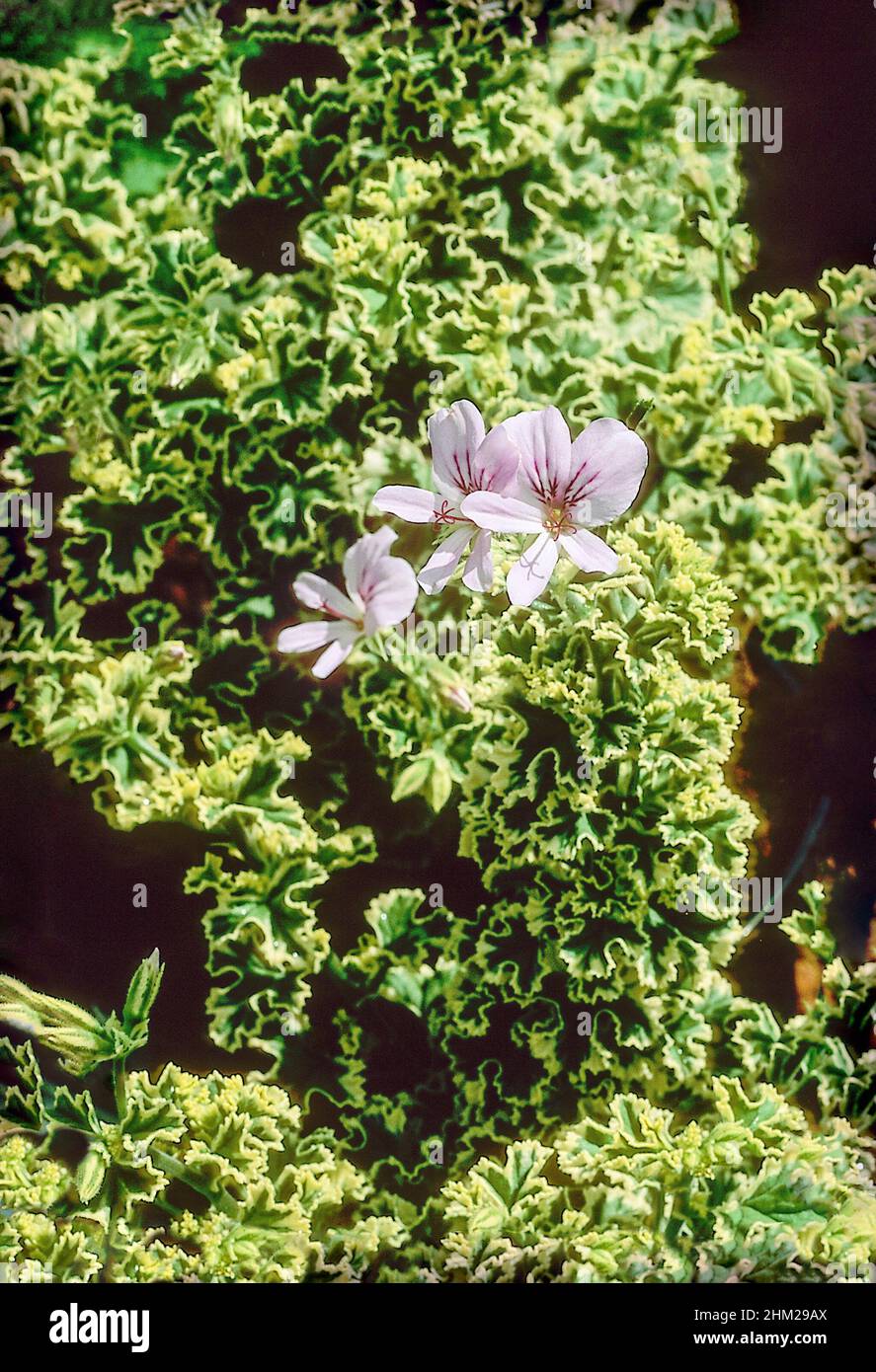 Pelargonium crispum Variegatum mit zitronenduftenden grünen und cremefarbenen, gefärbten Blättern und rosa bis blassen malvenfarbenen Blüten eine frostweiche Hauspflanze Stockfoto