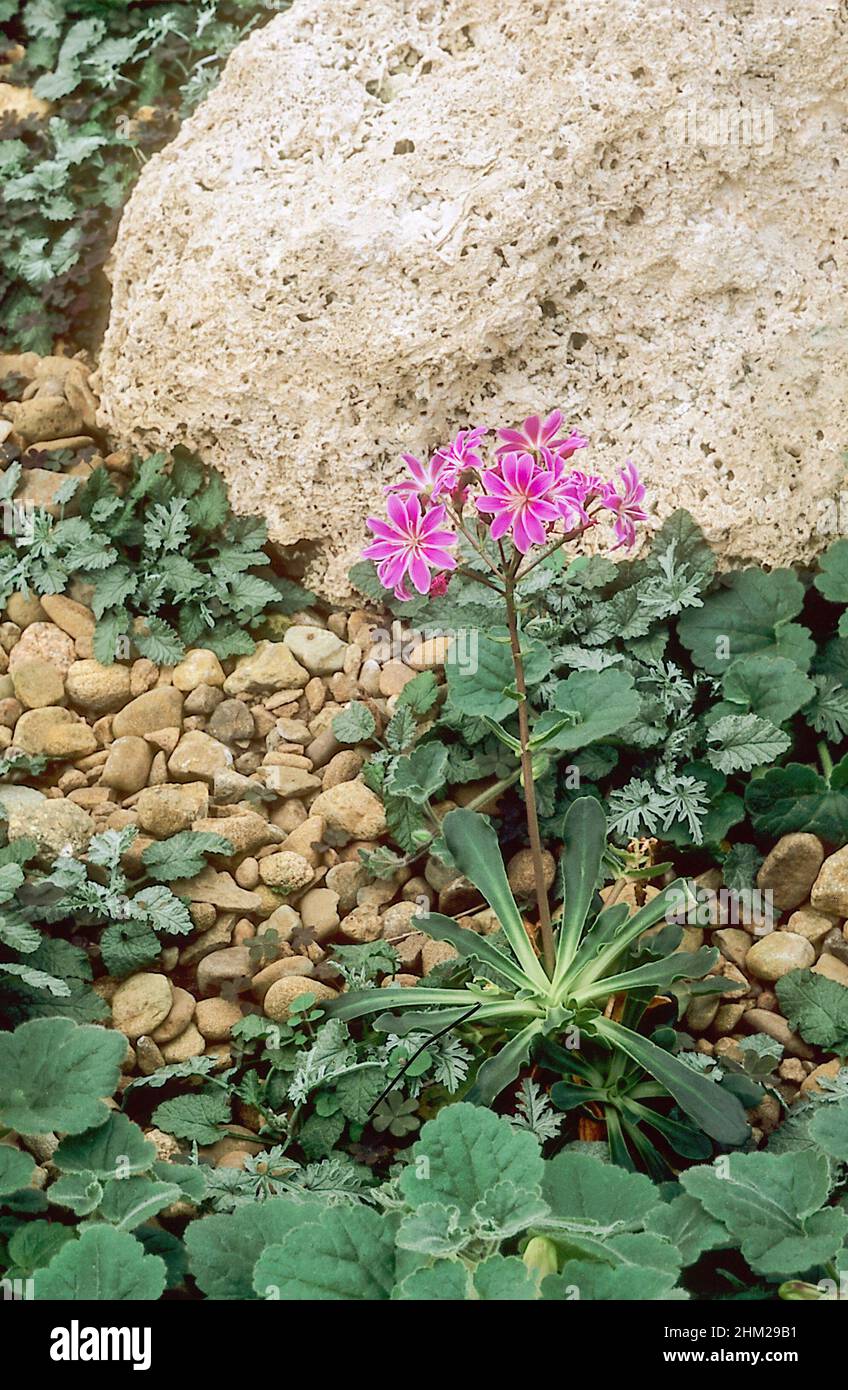 Lewisia Keimblatt wächst im Steingarten mit rosa Blumen Klumpen bilden mehrjährige, immergrüne Blumen Frühling in den Sommer und Frosthart Stockfoto