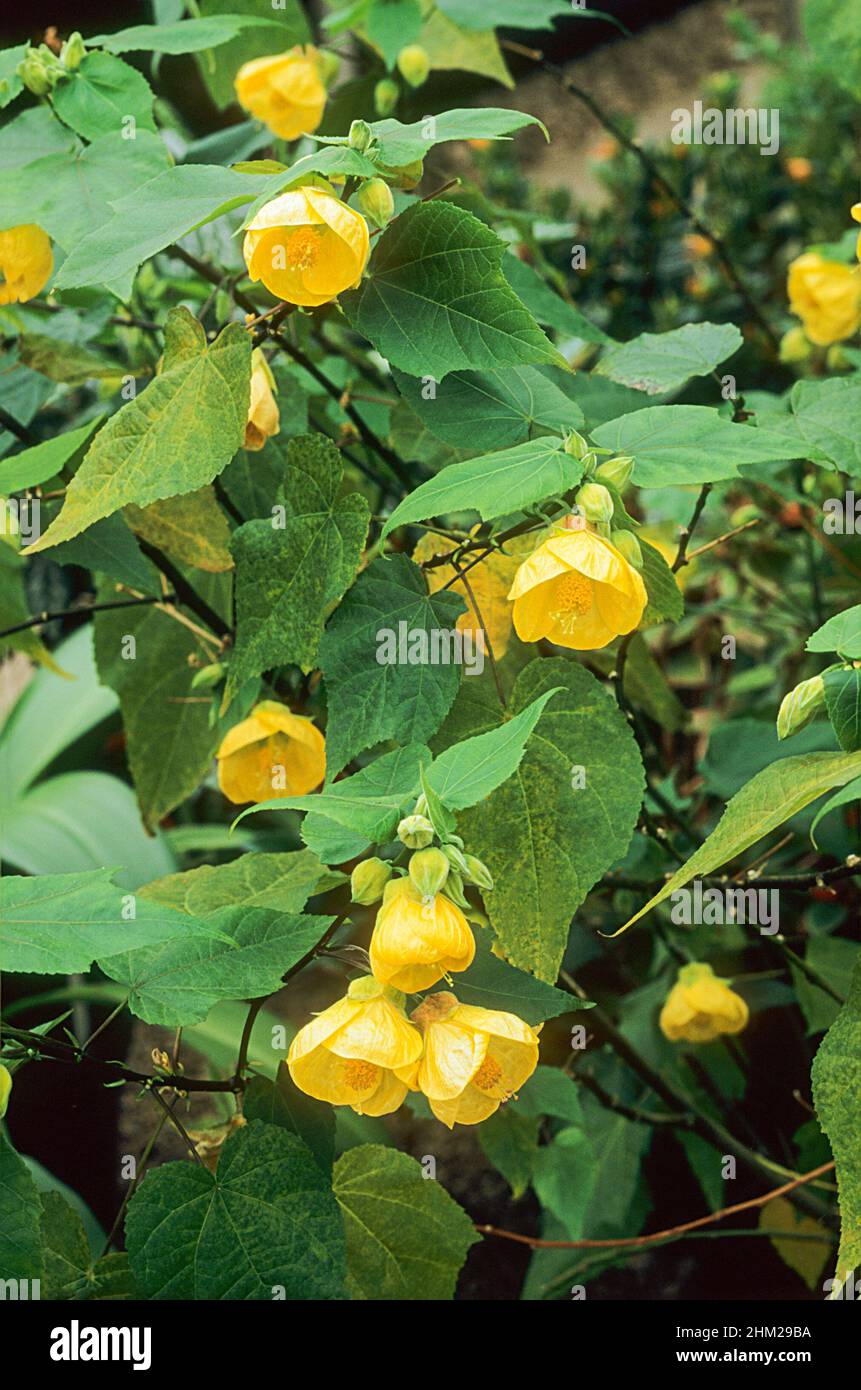 Nahaufnahme von Abutilon 'Canary Bird' mit gelben Blüten.Ein sich ausbreitender immergrüner Strauch, der den ganzen Sommer über blüht und halb winterhart ist. Stockfoto