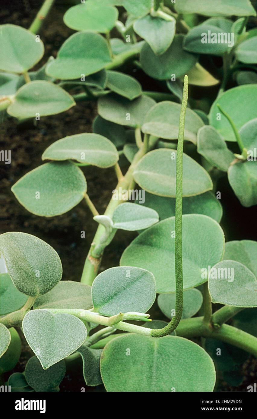 Peperomia incana oder Felted peperomia ein kleiner saftiger, sich ausbreitender Strauch mit grünen Blüten, der ausdauernd und frostzart eine Zimmerpflanze ist Stockfoto