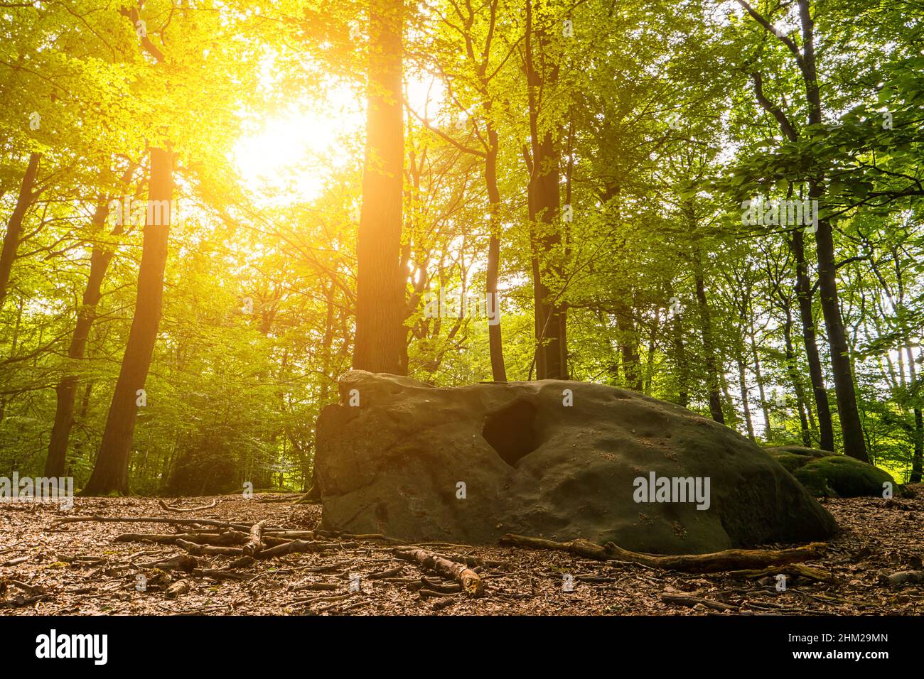 Magischer Märchenwald mit Zyklopensteinen. Die Nadelwaldsonne wirft ihre warmen Strahlen durch das Laub auf große Steine. Mystische Atmosphäre. Stockfoto