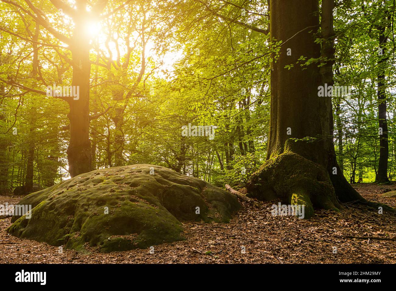 Magischer Märchenwald mit Zyklopensteinen. Nadelwald bedeckt von grünem Moos auf großen Steinen. Mystische Atmosphäre. Stockfoto