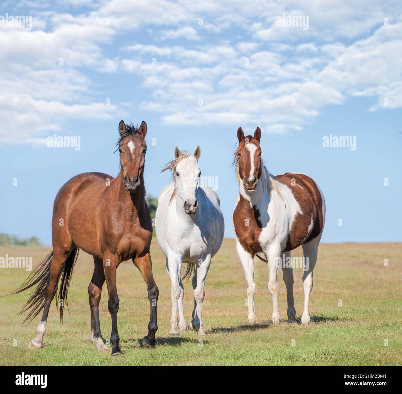 Bay, Pinto und graue Pferde auf der Winterweide Stockfoto
